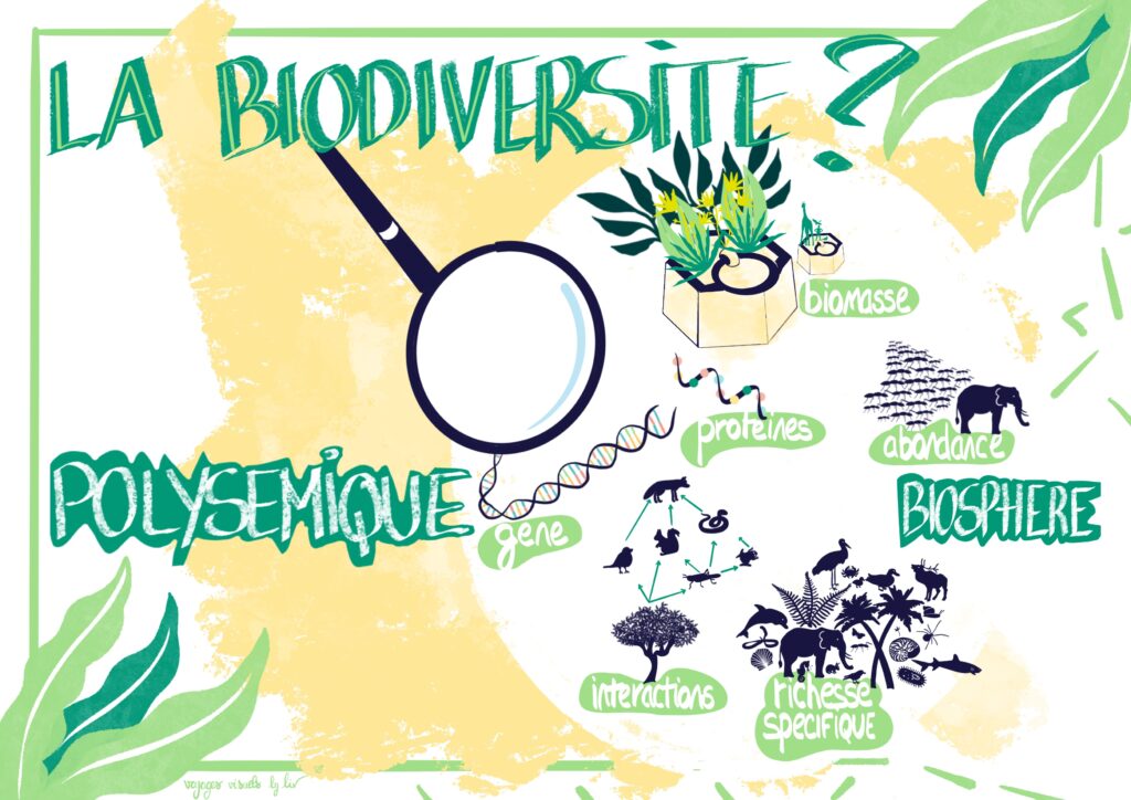 La crise de la biodiversité Facilitation graphique - modélisation visuelle - Liv Guilloteau - Voyages visuels