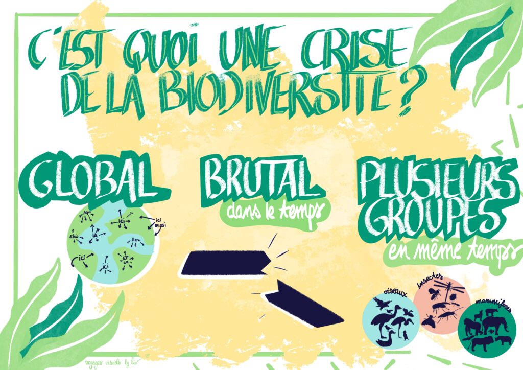 La crise de la biodiversité Facilitation graphique - modélisation visuelle - Liv Guilloteau - Voyages visuels